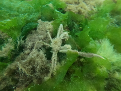 Eurypodius longirostris