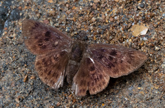 Nisoniades