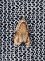 Zomaria interruptolineana