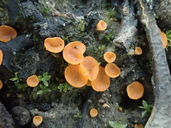 Pulvinula archeri