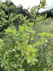Sideroxylon celastrinum