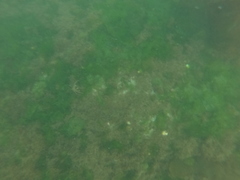 Eurypodius longirostris