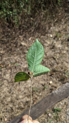 Image of Ficus pandurata by (c) Cheng-Te Hsu, some rights reserved (CC BY)
