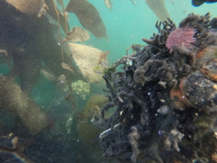 Pseudechinus magellanicus