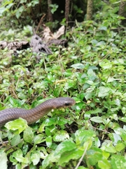 Stenorrhina degenhardtii