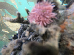 Pseudechinus magellanicus