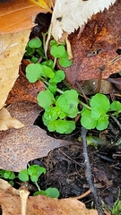 Chrysosplenium americanum