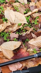 Chrysosplenium americanum