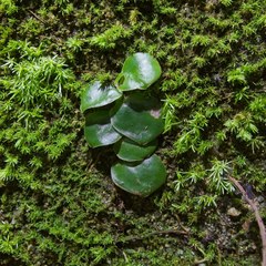 Monstera tuberculata