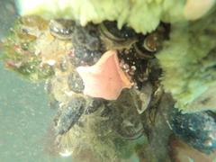 Odontaster penicillatus