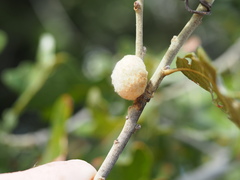 Striatoandricus aciculatus