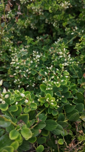 Image of Berchemia lineata by (c) Cheng-Te Hsu, some rights reserved (CC BY)