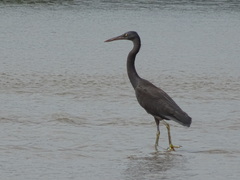Egretta sacra