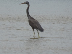 Egretta sacra