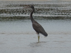 Egretta sacra