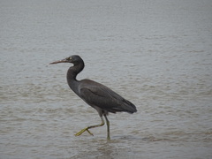 Egretta sacra