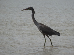 Egretta sacra