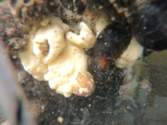 Mycale magellanica