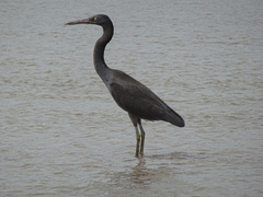 Egretta sacra