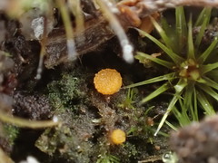 Octospora maireana