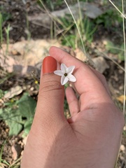 Nicotiana repanda