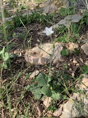 Nicotiana repanda