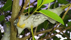 Cephisus siccifolius