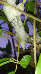 Cephisus siccifolius