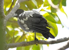 Gymnorhina tibicen