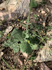 Nicotiana repanda