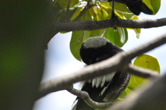 Gymnorhina tibicen