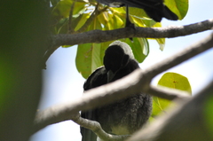 Gymnorhina tibicen
