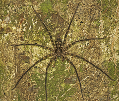 Heteropoda procera