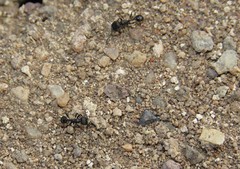 Pogonomyrmex brevibarbis