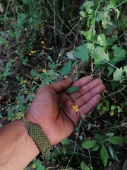 Hymenostephium tenue