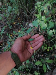 Hymenostephium tenue