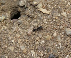 Pogonomyrmex brevibarbis