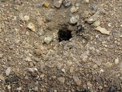 Pogonomyrmex brevibarbis