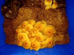 Pholiota nameko