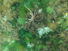 Eurypodius longirostris