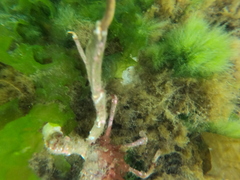 Eurypodius longirostris