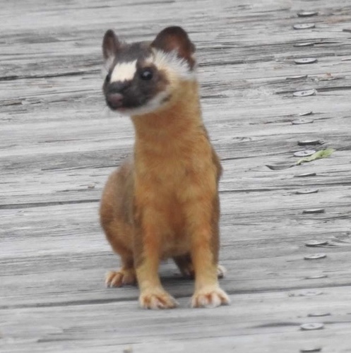 iNaturalist observation photo of Long-tailed Weasel