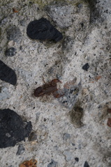 Vaejovis mexicanus