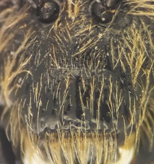 Lasioglossum subhirtum