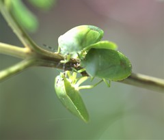 Chinavia pensylvanica