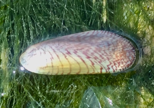 Arcuatula papyria observed 2021-10-26