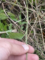 Geum laciniatum