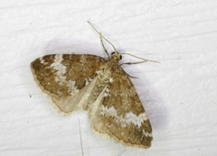 Perizoma alchemillata