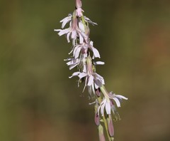 Nabalus autumnalis