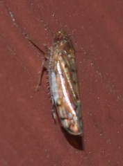 Osbornellus clarus